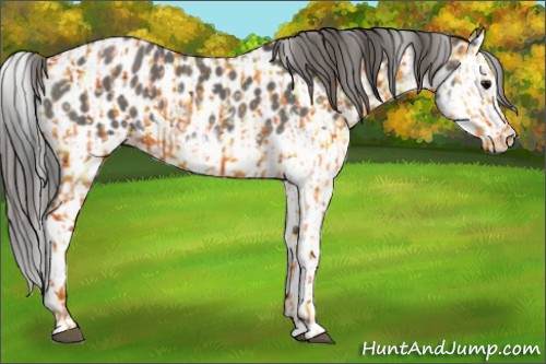 Horse Color:Grullo Sabino Splash and Grullo Sabino Splash Appaloosa