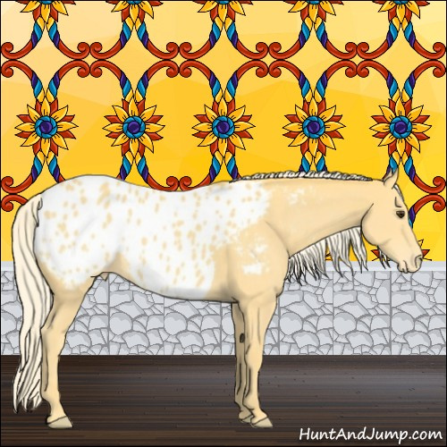 Horse Color:Palomino Appaloosa 