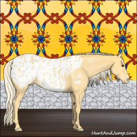 Horse Color:Palomino Appaloosa 