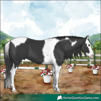 Horse Color:Black Splash Tobiano