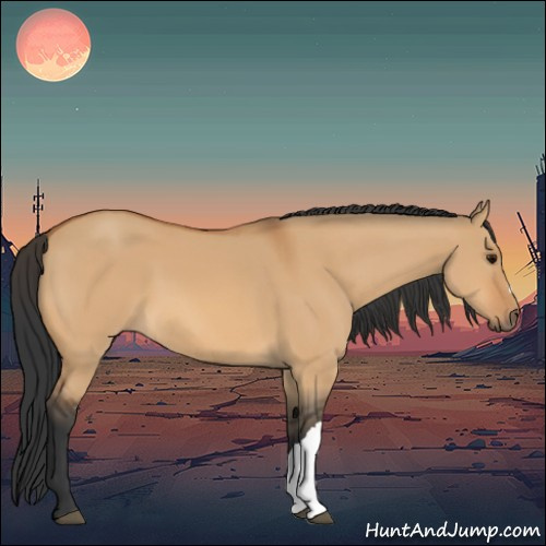 Horse Color:Bay Dun 
