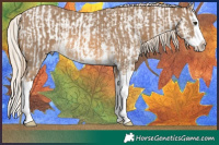 Horse Color:Chocolate Palomino Dun Sabino Splash Appaloosa and Chocolate Palomino Sabino Splash