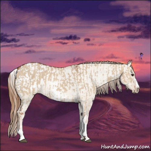 Horse Color:Red Dun and White Spotted Red Dun Sabino Splash Blanket