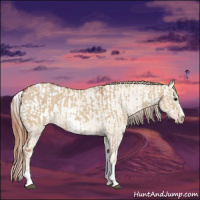 Horse Color:Red Dun  and White Spotted Red Dun Sabino Splash Appaloosa 
