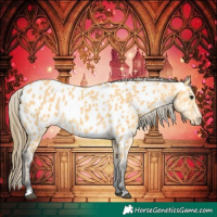 Horse Color:Buckskin Near Leopard 