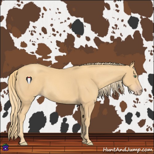 Horse Color:Gold Champagne Sabino 