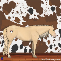 Horse Color:Gold Champagne Sabino 