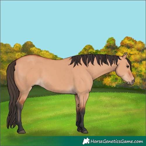Horse Color:Bay Dun