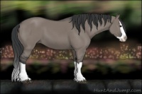 Horse Color:Grullo Splash 