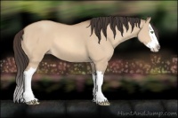 Horse Color:Amber Champagne Dun Sabino Splash 