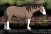 Horse Color:Bay Dun Sabino Splash 