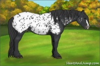 Horse Color:Black Appaloosa