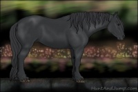 Horse Color:Black 