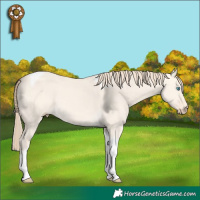 Horse Color:Perlino Dun Tobiano