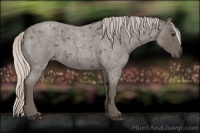 Horse Color:Silver Blue Roan 