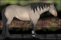 Horse Color:Bay Dun Sabino Rabicano 