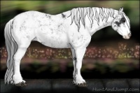 Horse Color:Black Sabino 