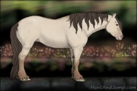 Horse Color:Classic Champagne Roan Dun