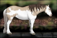 Horse Color:Classic Champagne Dun Splash Frame