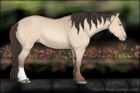 Horse Color:Amber Champagne Dun Sabino 