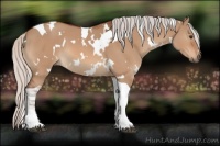 Horse Color:White Spotted Silver Bay Dun Tobiano 