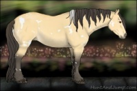 Horse Color:White Spotted Buckskin Dun 