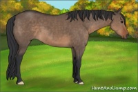 Horse Color:Brown Dun 