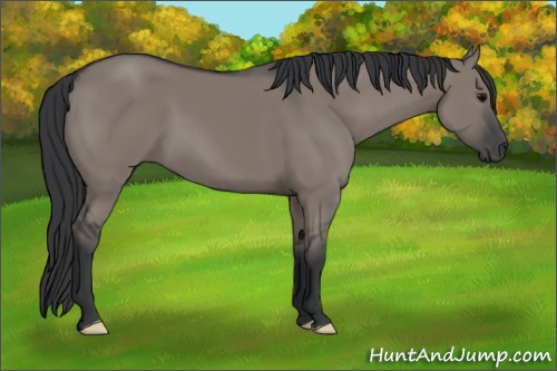 Horse Color:Grullo
