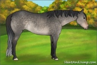 Horse Color:Brown Dun 