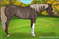 Horse Color:Liver Chestnut Rabicano 
