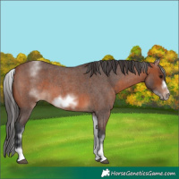 Horse Color:White Spotted Bay Roan Frame 