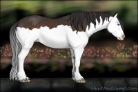 Horse Color:Buckskin Splash 