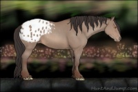 Horse Color:Sable Champagne Appaloosa