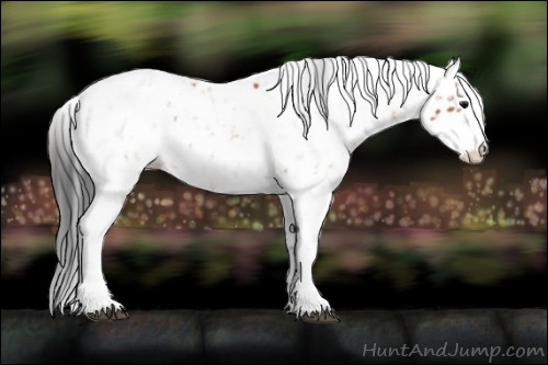 Horse Color:Bay Sabino Appaloosa 