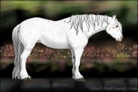 Horse Color:Bay Sabino Appaloosa 