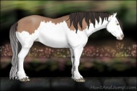 Horse Color:Amber Champagne Splash
