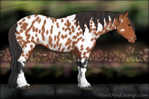 Horse Color:Bay Tobiano Near Leopard Rabicano 
