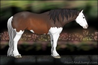 Horse Color:Buckskin Splash 