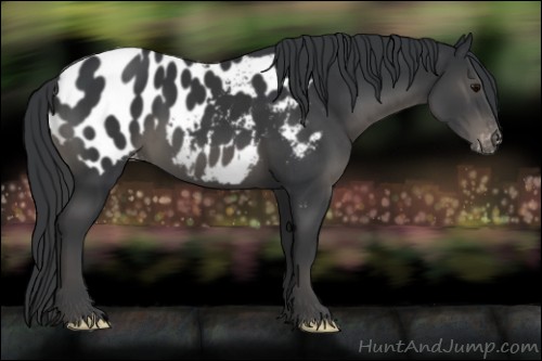Horse Color:Black Appaloosa