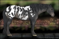Horse Color:Black Appaloosa