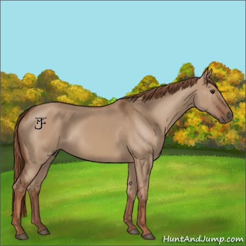 Horse Color:Red Dun 
