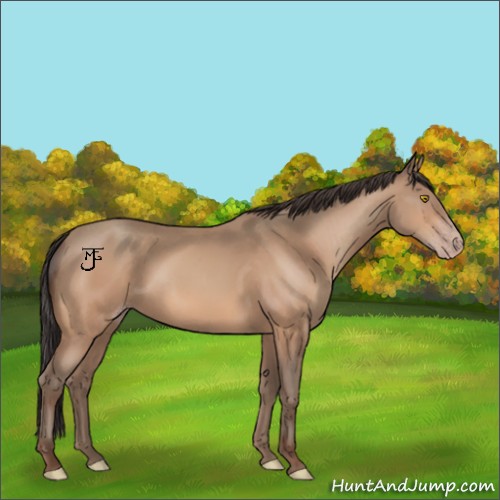 Horse Color:Amber Champagne 
