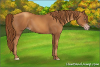 Horse Color:Gray Gold Champagne