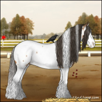 Horse Color:White Spotted Bay Splash Appaloosa