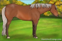 Horse Color:Silver Bay 