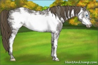 Horse Color:Smoky Black Ice Sabino Frame Varnish