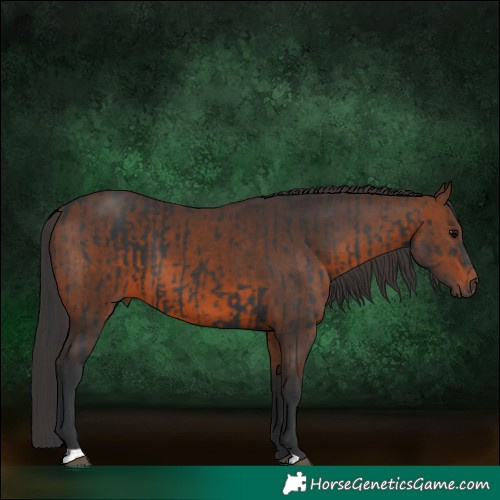 Horse Color:Black  and Brown 