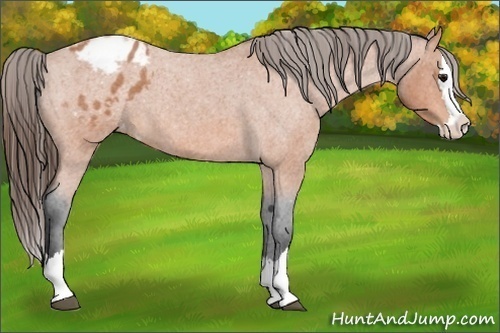 Horse Color:Bay Roan Splash Appaloosa