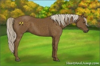 Horse Color:Chocolate Palomino 