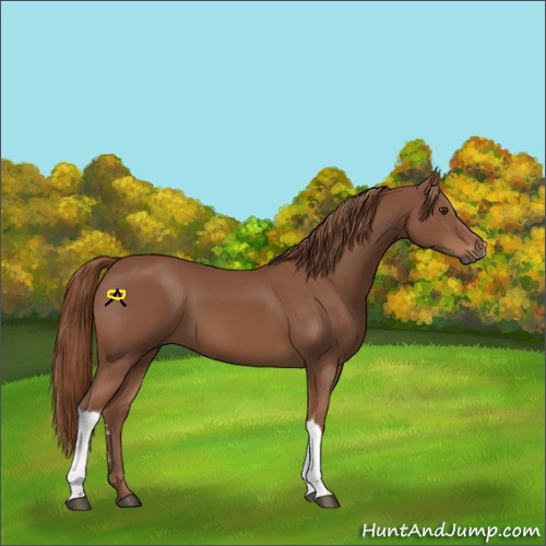 Horse Color:Chestnut 